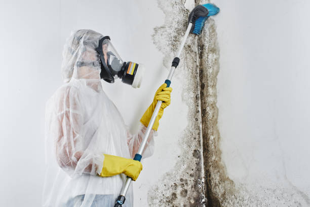 Best Kitchen Mold Remediation in Mount Vernon, VA