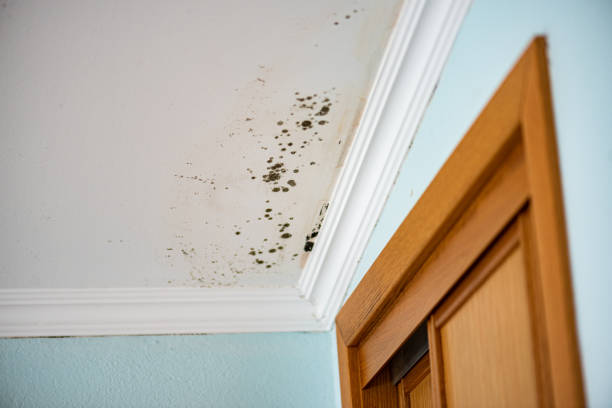 Best Mold Testing and Inspection Services in Mount Vernon, VA