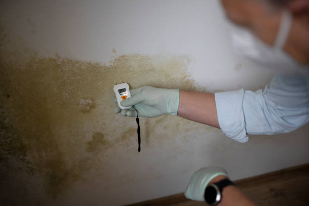 Best Mold Remediation for Specific Building Types in Mount Vernon, VA