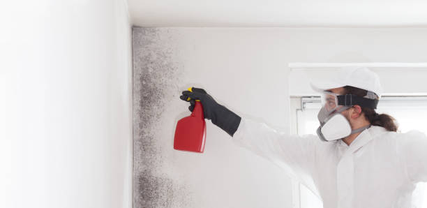 Best Emergency Mold Remediation in Mount Vernon, VA