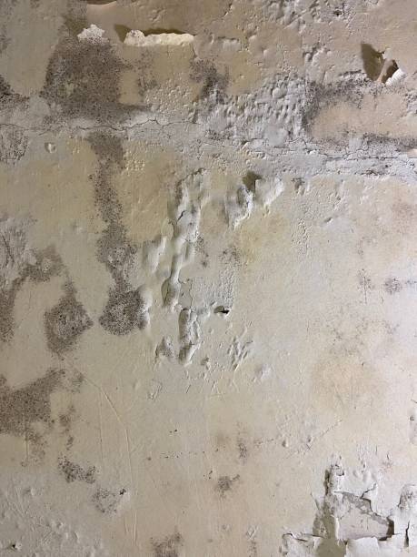 Best Basement Mold Remediation in Mount Vernon, VA