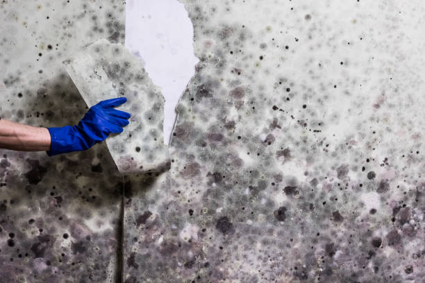 Mount Vernon, VA Mold Remediation Company